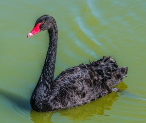 swan-204841_1920